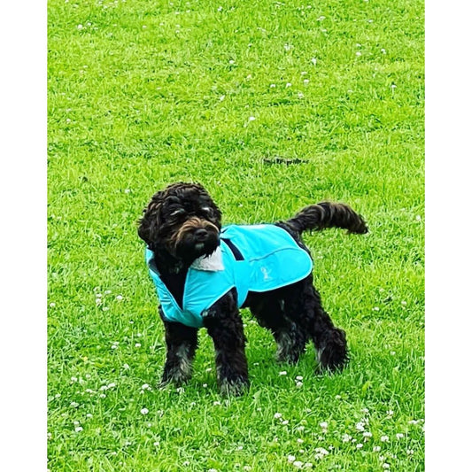 DRYBONES Waterproof Dog Coat - Aqua Blue