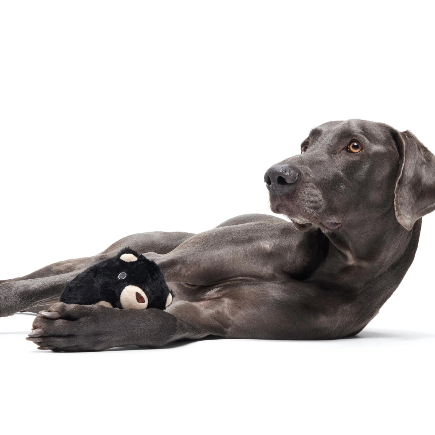 BARK Black Bear Bones Dog Toy