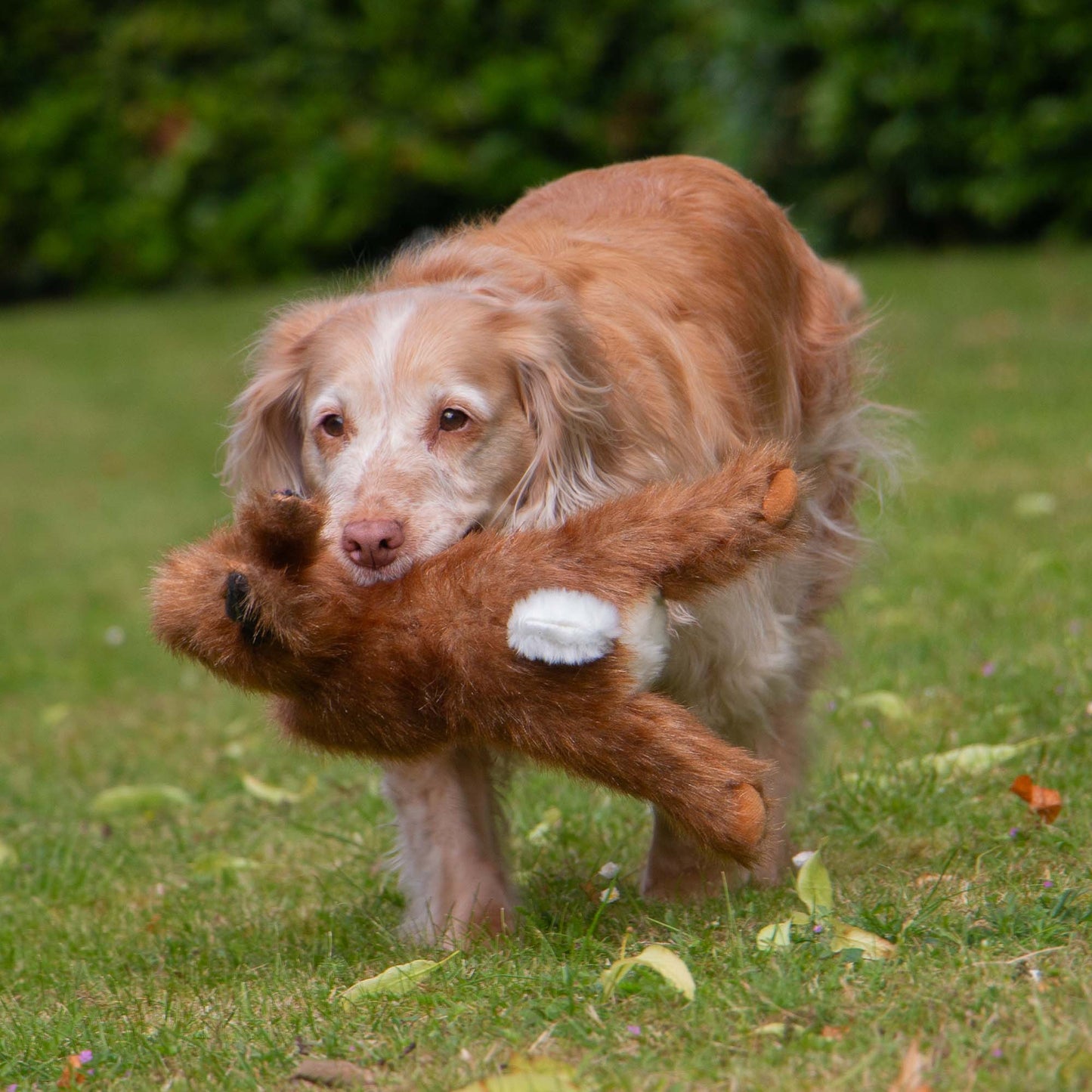 Ancol Heritage Harris Hare Plush Dog Toy