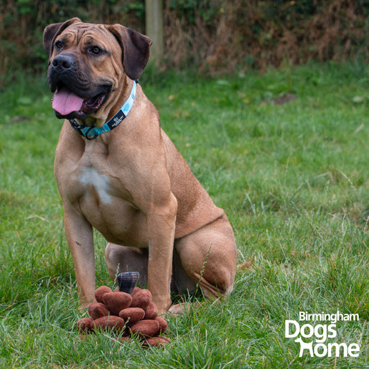 Ancol Heritage Peter Pine Cone Dog Toy