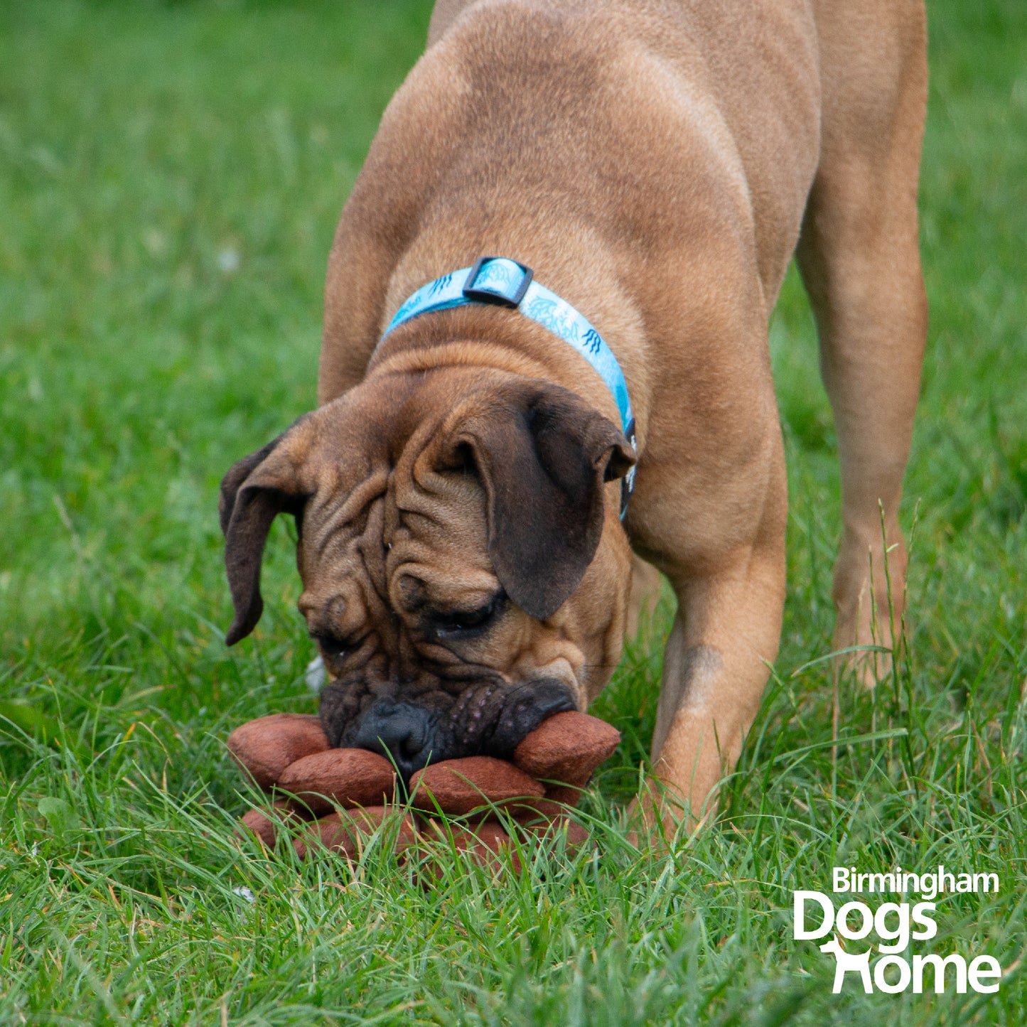 Ancol Heritage Peter Pine Cone Dog Toy