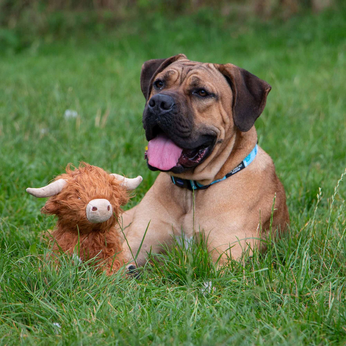 Ancol Heritage Fergus Highland Cow Dog Toy