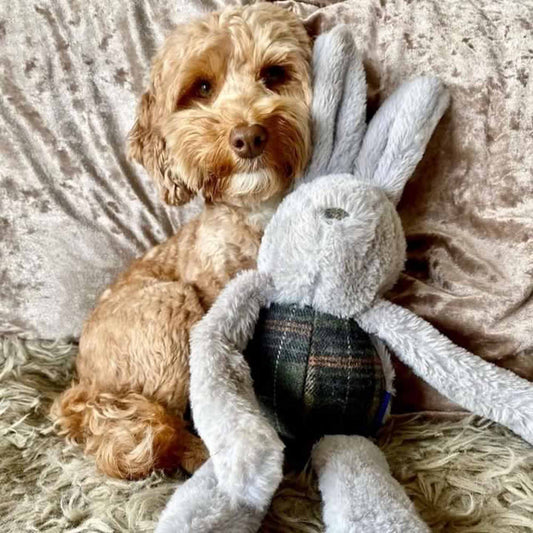 Ancol Heritage Floppy Bunny Dog Toy