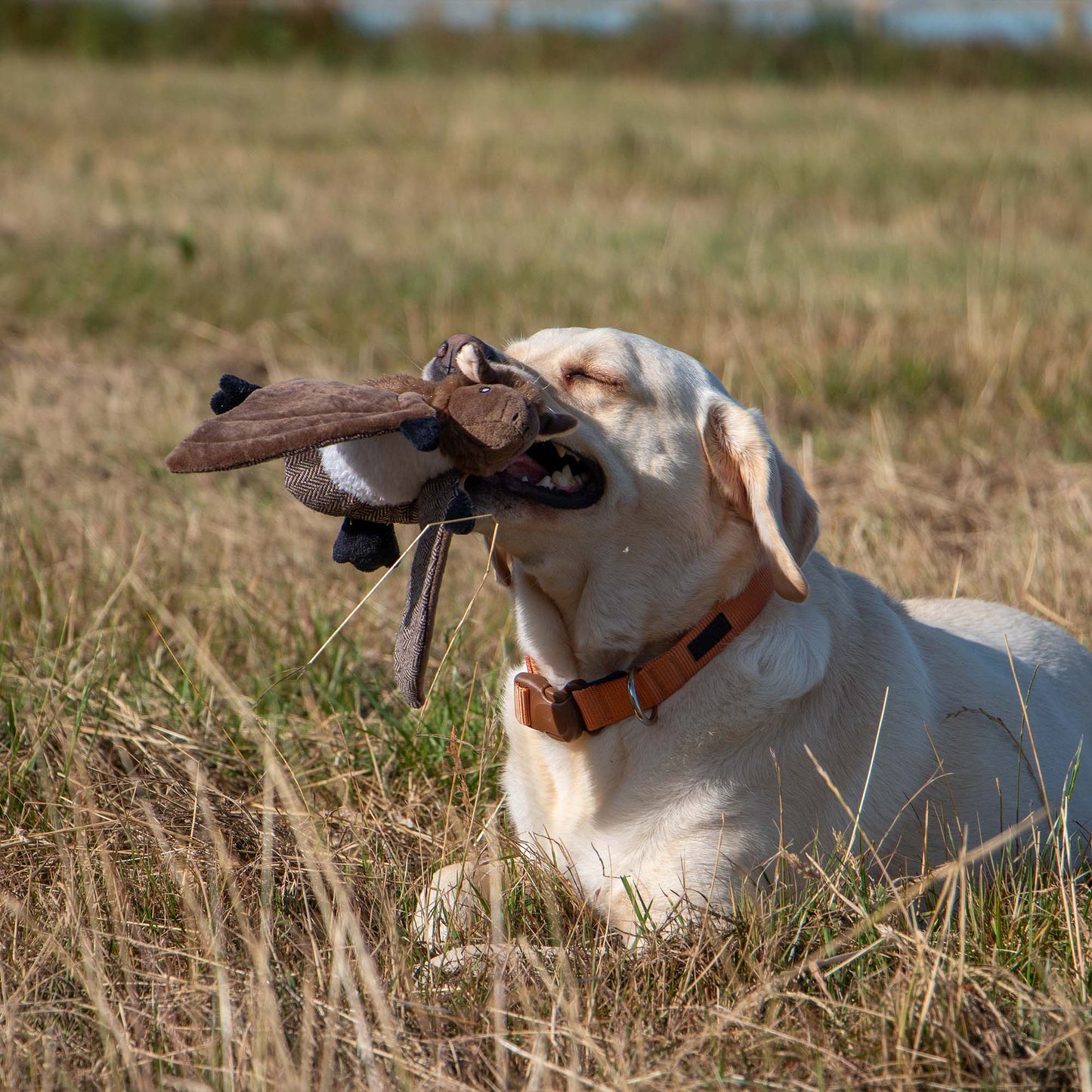 Ancol Heritage Barnaby Bat MIDI Dog Toy