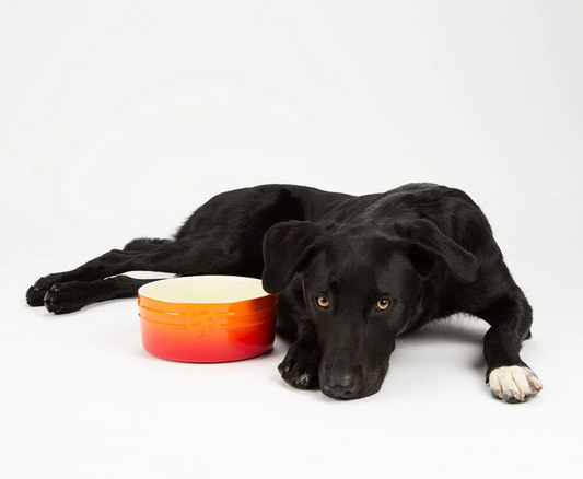 Scruffs Ombre Dog Food / Water Bowl – Orange