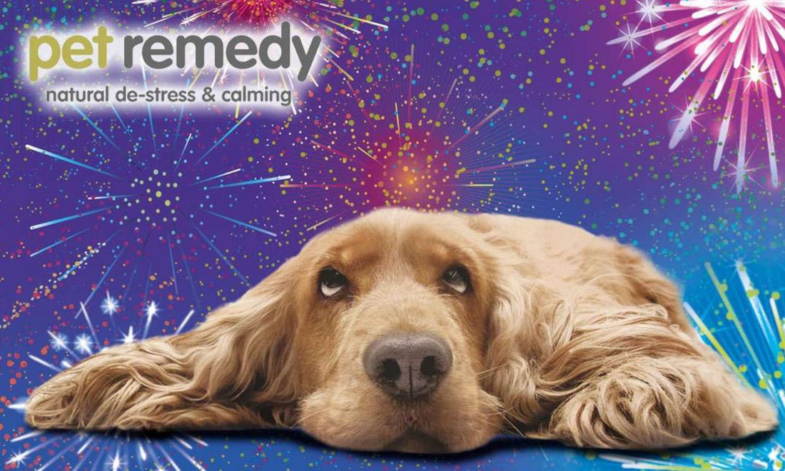 Fireworks and Dogs: Keeping Your Canine Companion Safe and Calm - Sniff & Bark