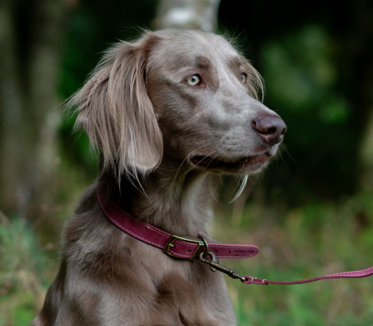 Leather Collars