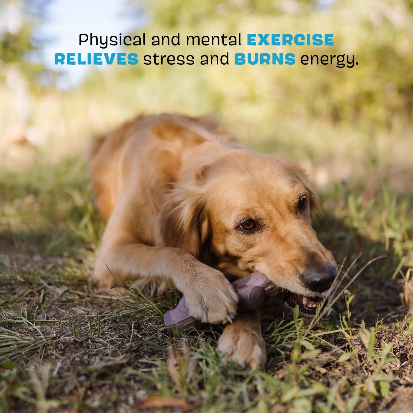 BARK Fall Fetch Stick Super Chewer Dog Toy