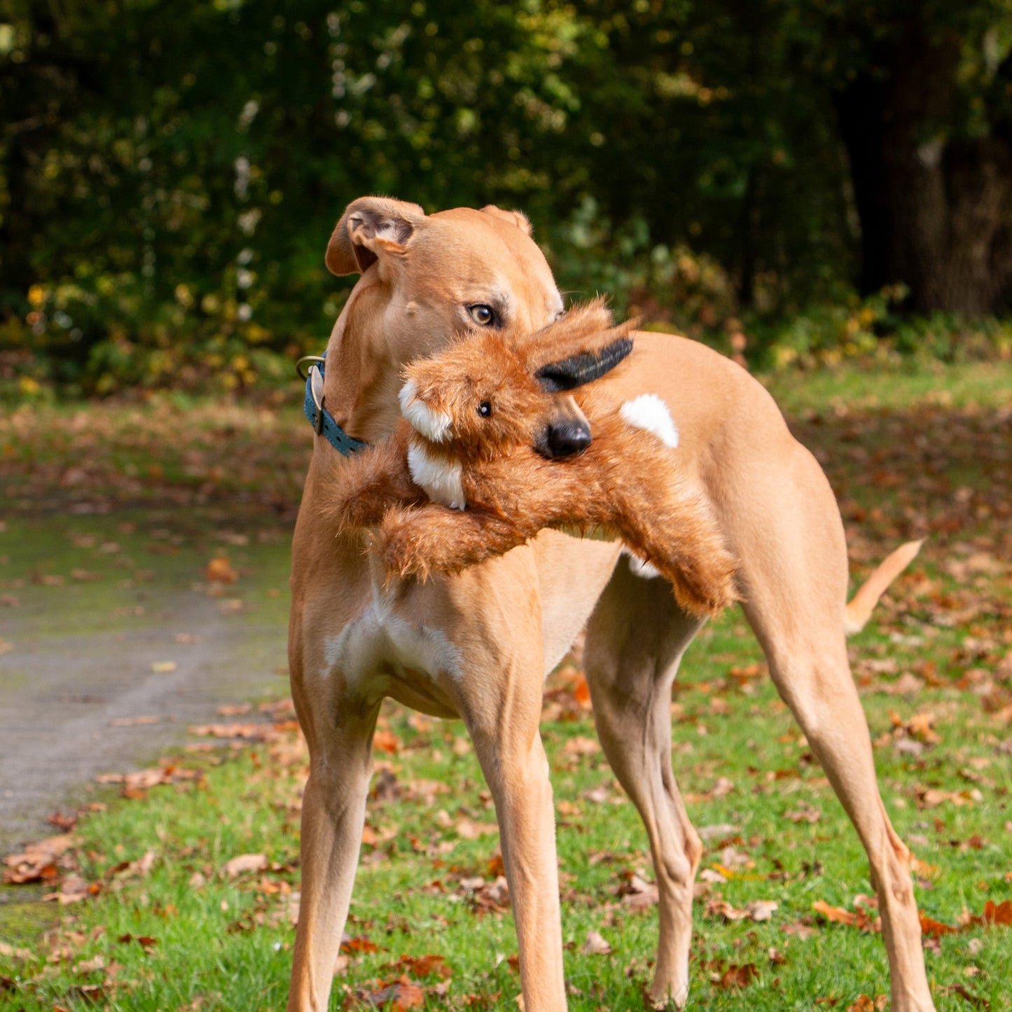 Ancol Heritage Harris Hare Plush Dog Toy