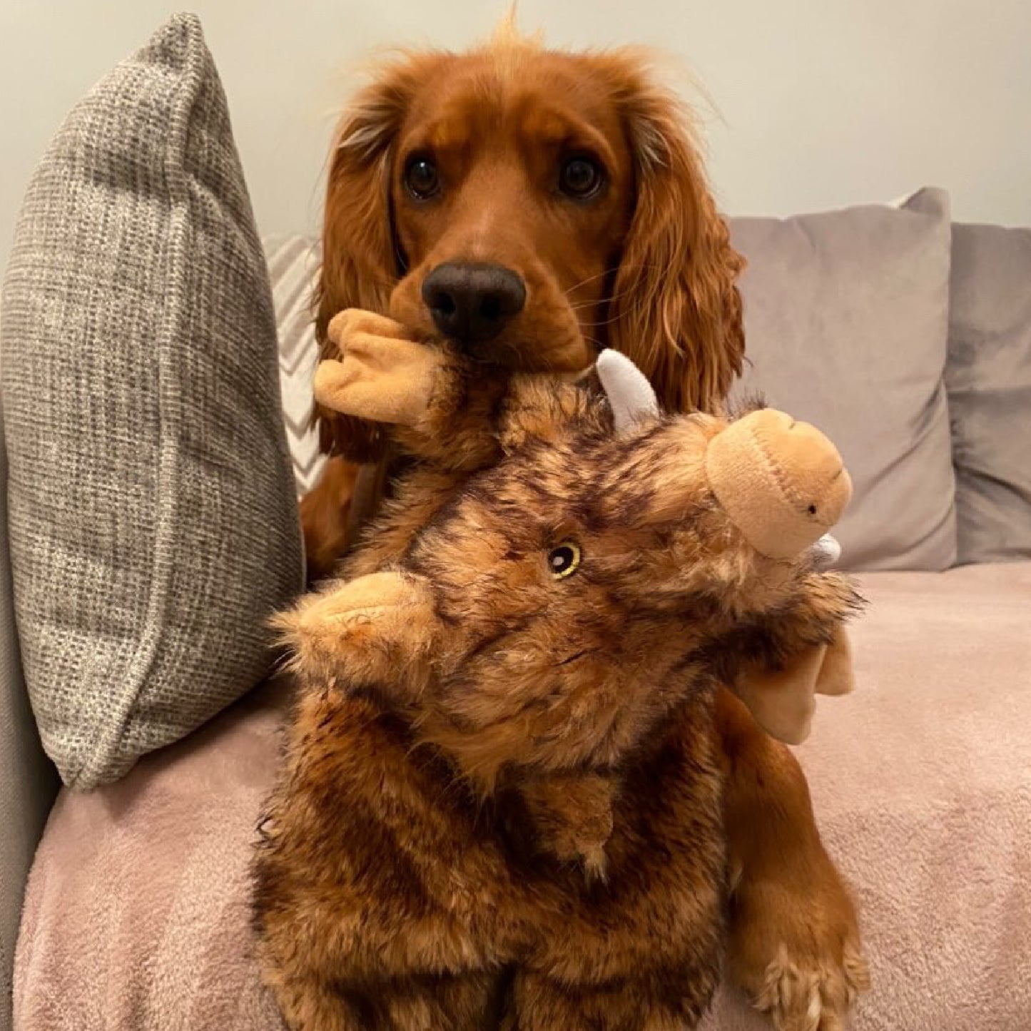 Ancol Heritage Huge Hog Dog Toy