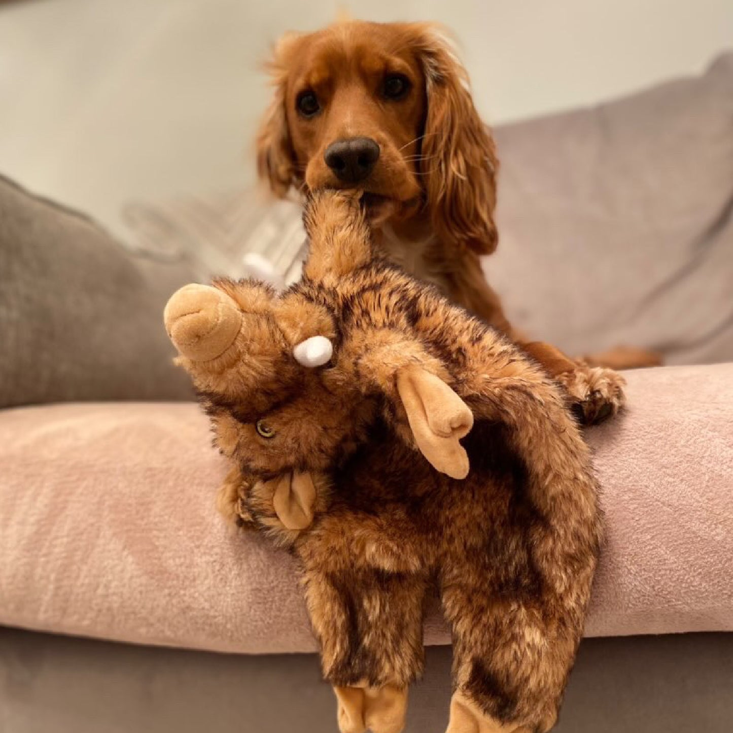 Ancol Heritage Huge Hog Dog Toy