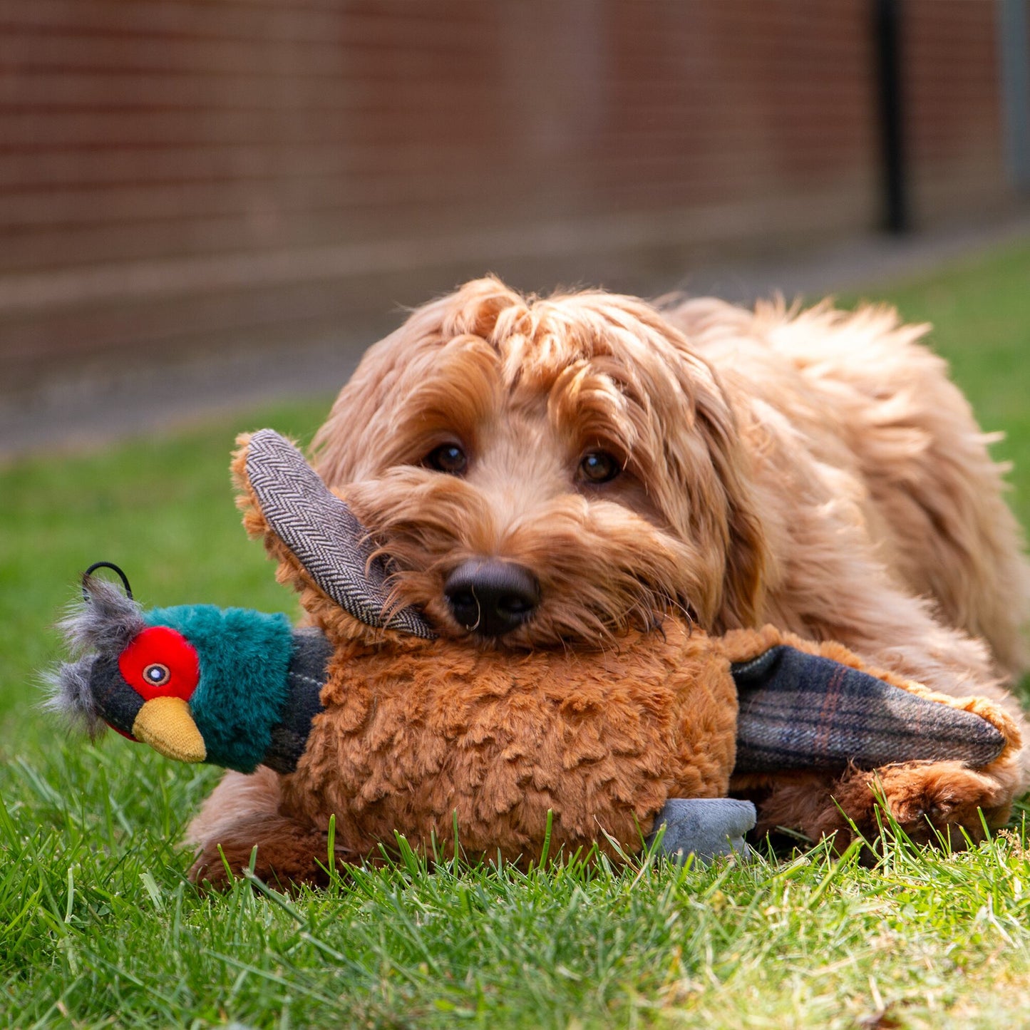 Ancol Heritage Phoebe Pheasant Dog Toy