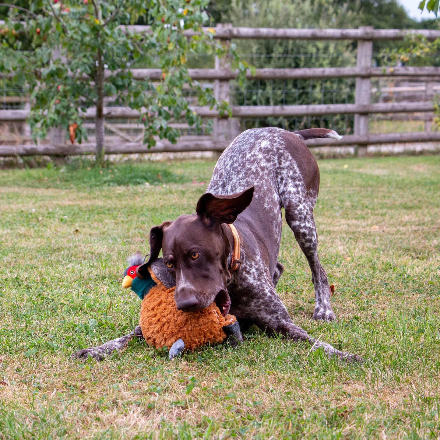 Ancol Heritage Phoebe Pheasant Dog Toy