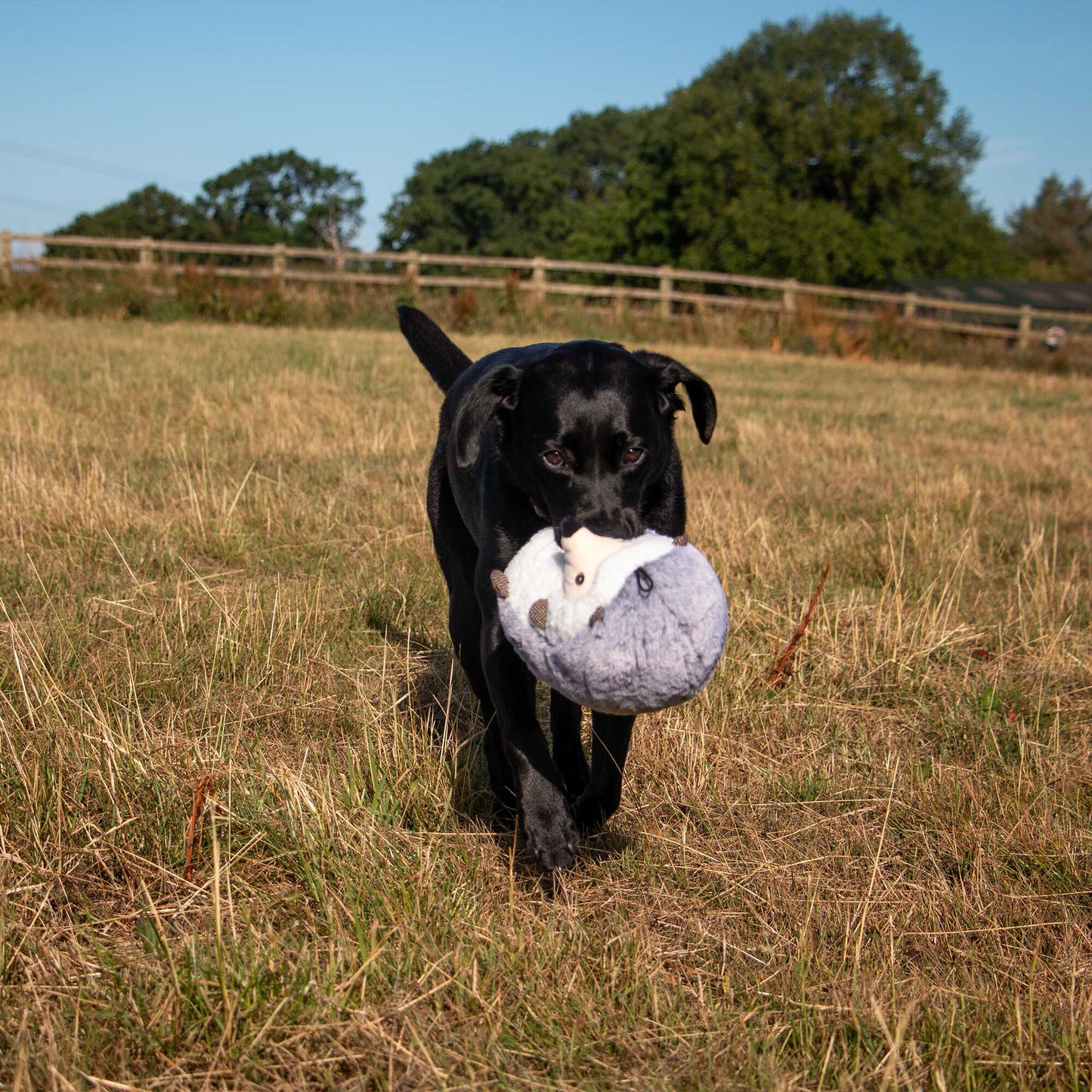 Ancol Heritage Harry Hedgehog Dog Toy