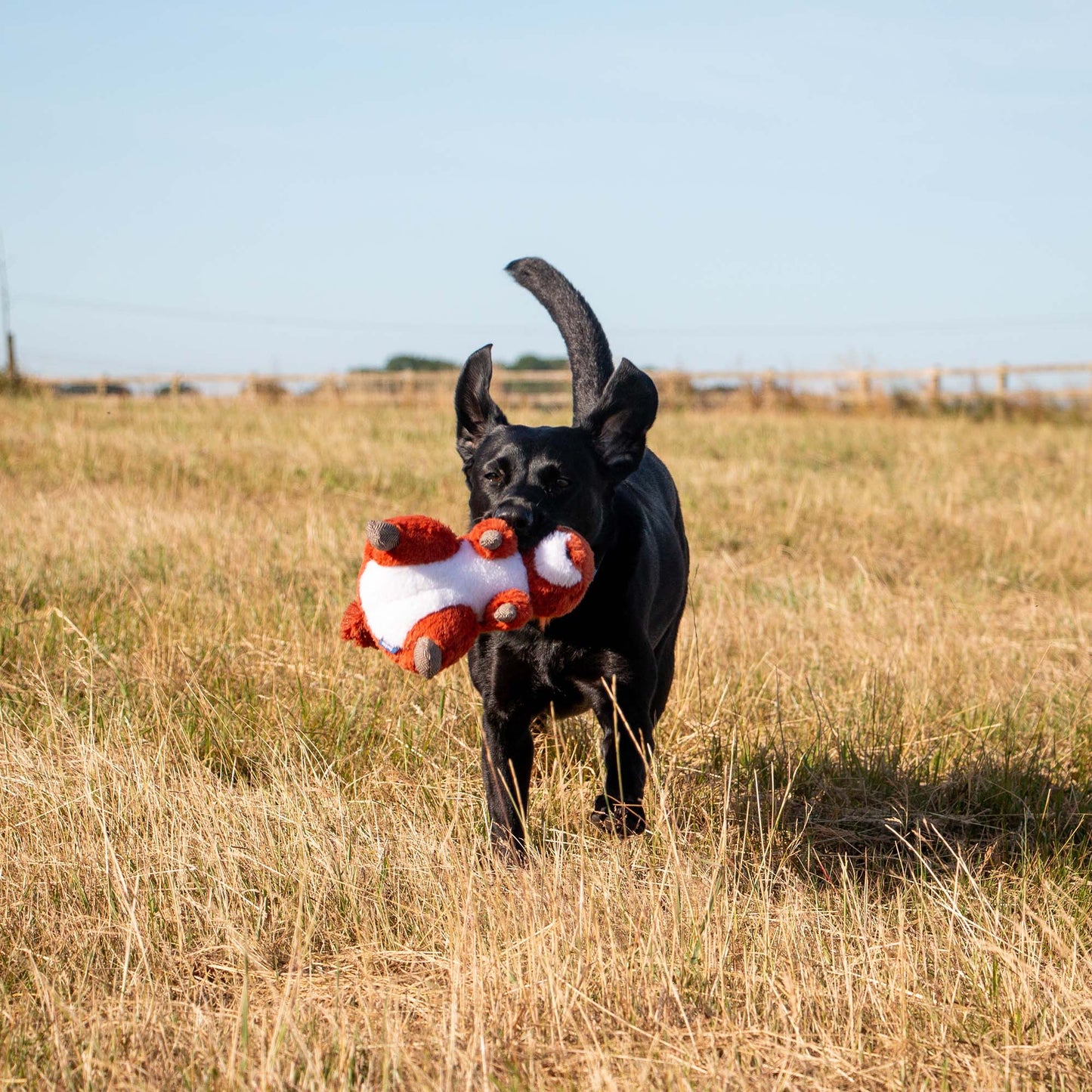 Ancol Heritage Samantha Squirrel Dog Toy