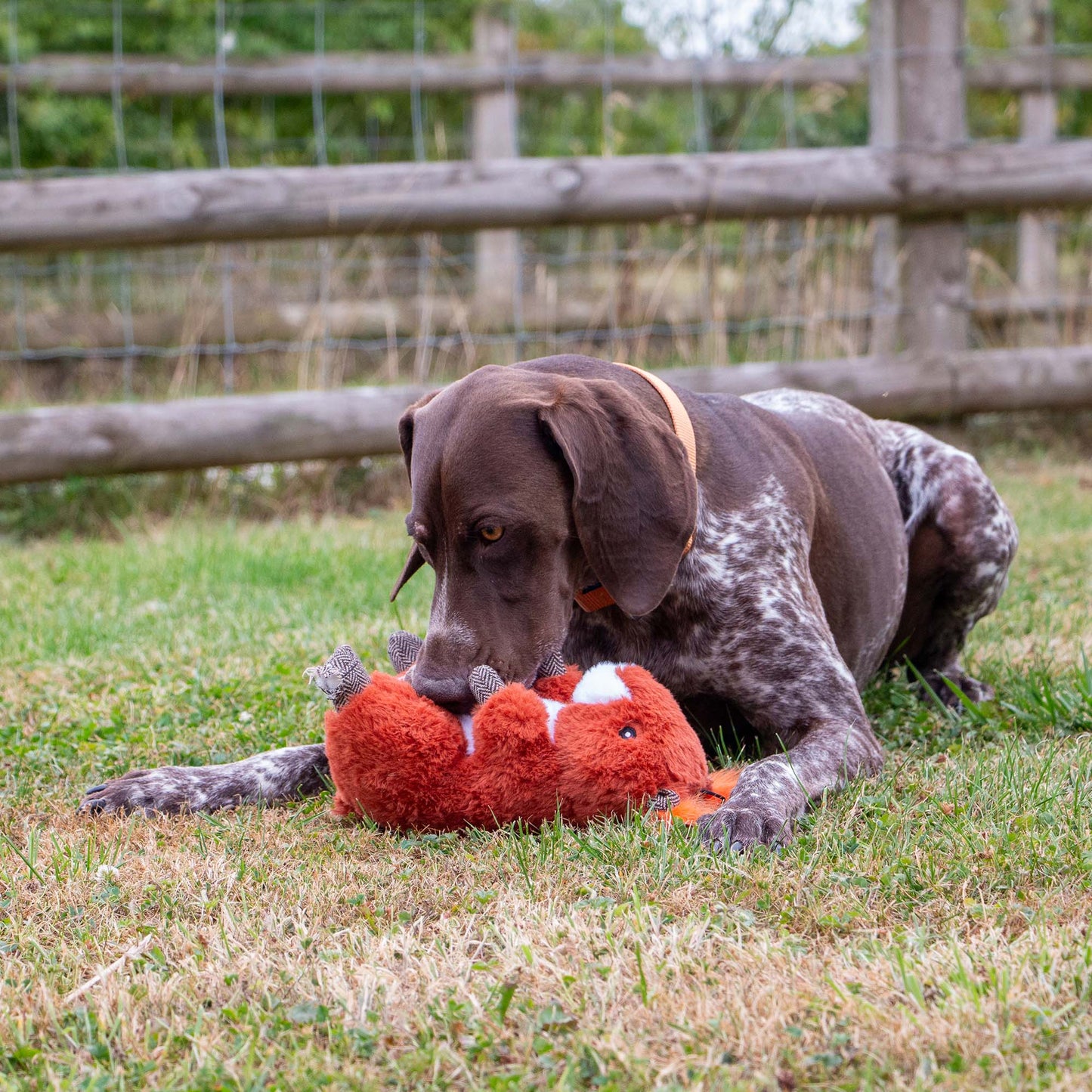 Ancol Heritage Samantha Squirrel Dog Toy
