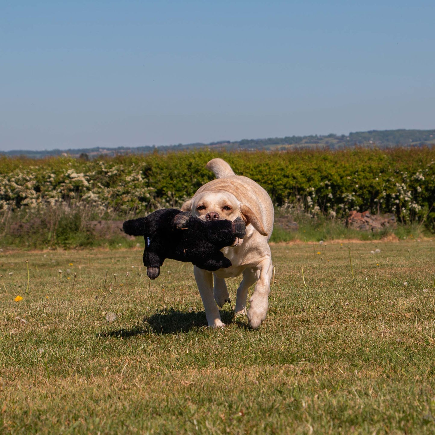 Ancol Heritage Montgomery Mole Dog Toy