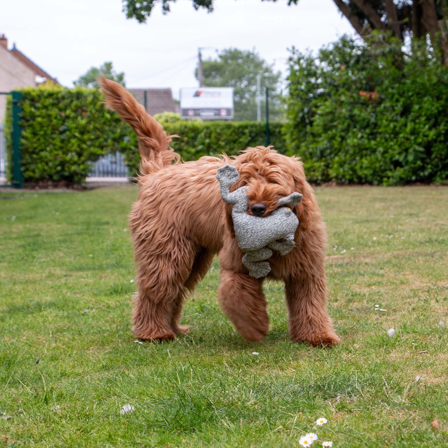 Ancol Heritage Toby Toad MIDI Dog Toy