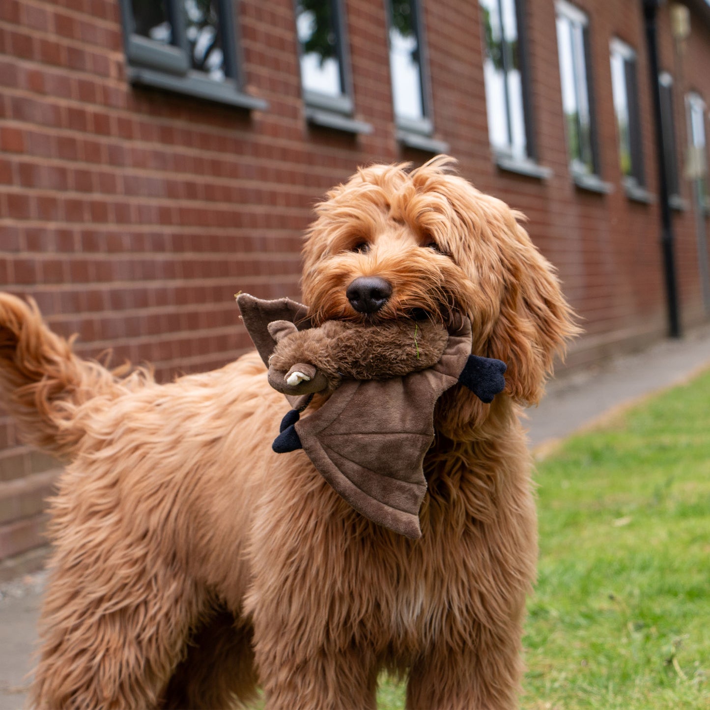 Ancol Heritage Barnaby Bat MIDI Dog Toy