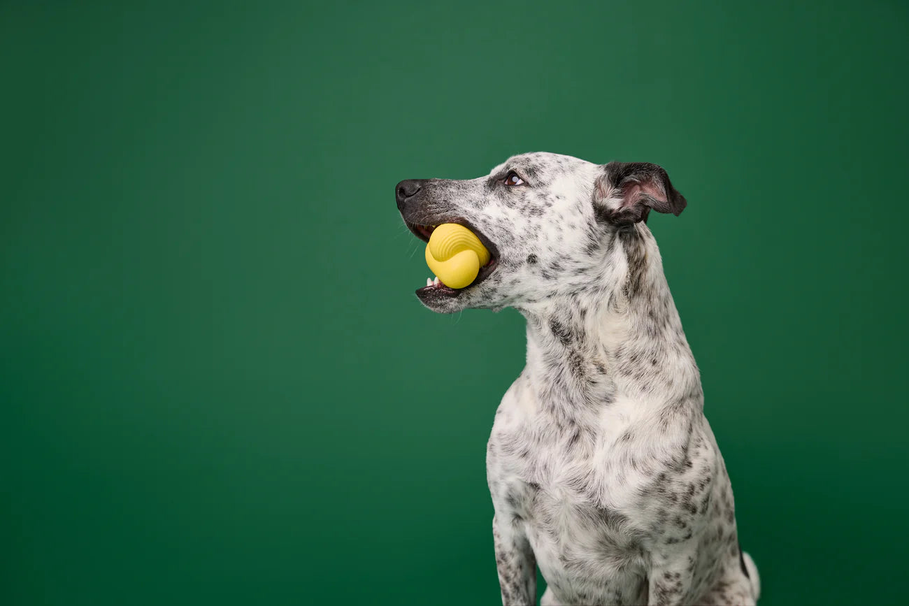 Earth Rated Fetch Toy – Natural Rubber Dog Ball