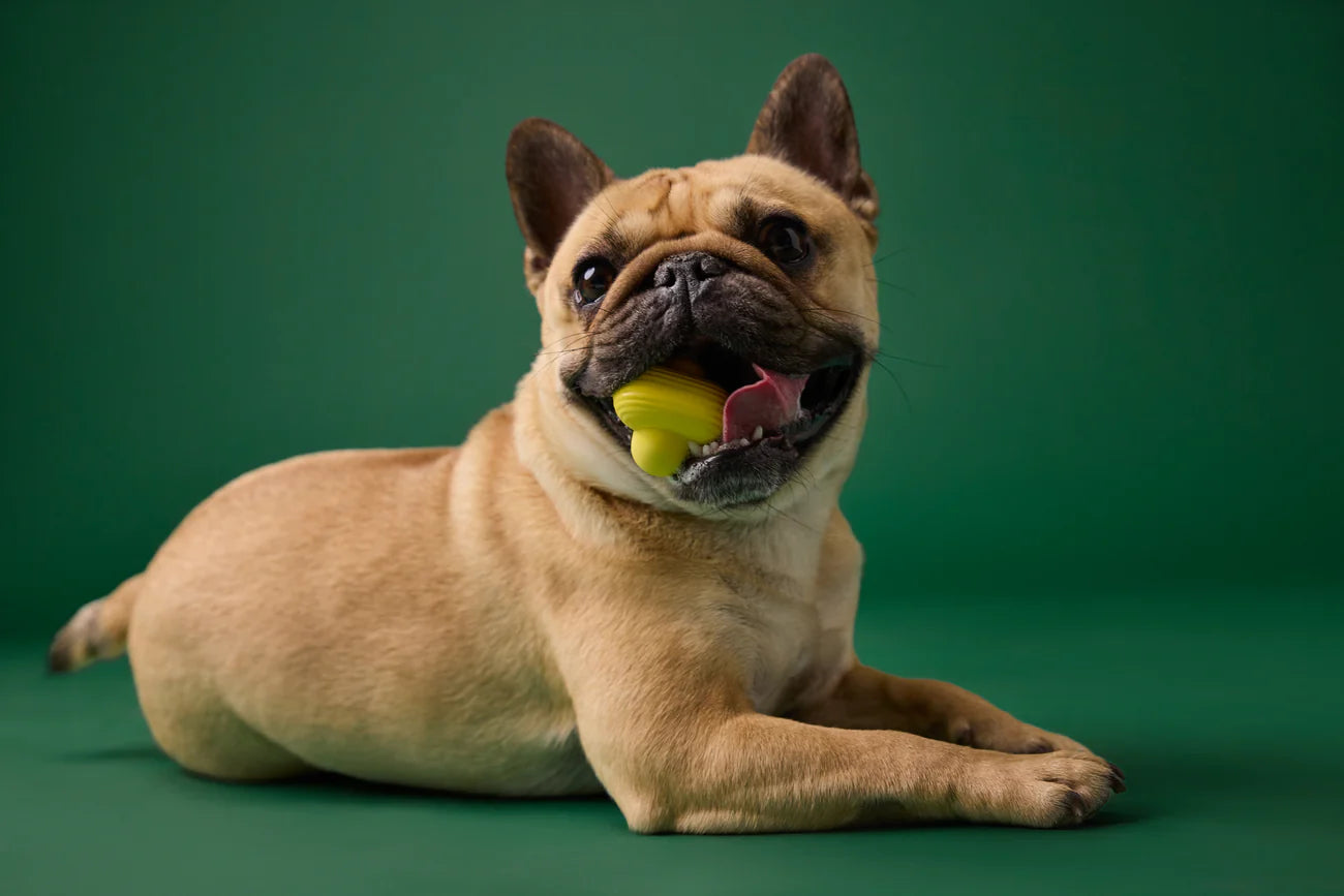 Earth Rated Fetch Toy – Natural Rubber Dog Ball