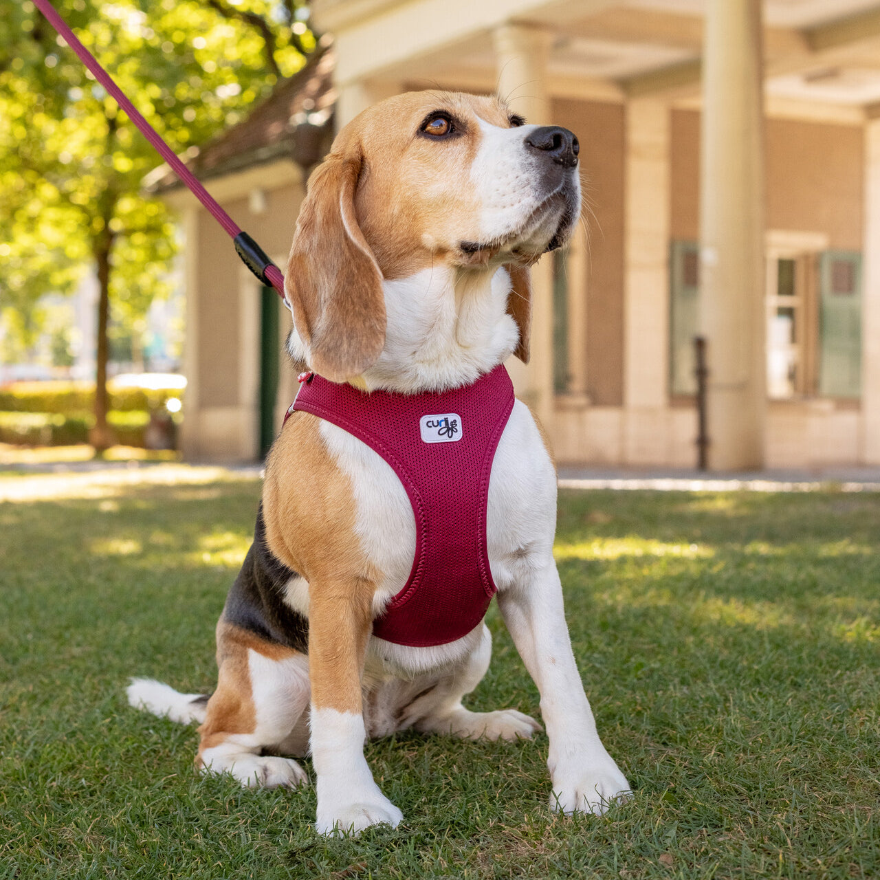 Curli Vest Harness Air-Mesh - Fuchsia