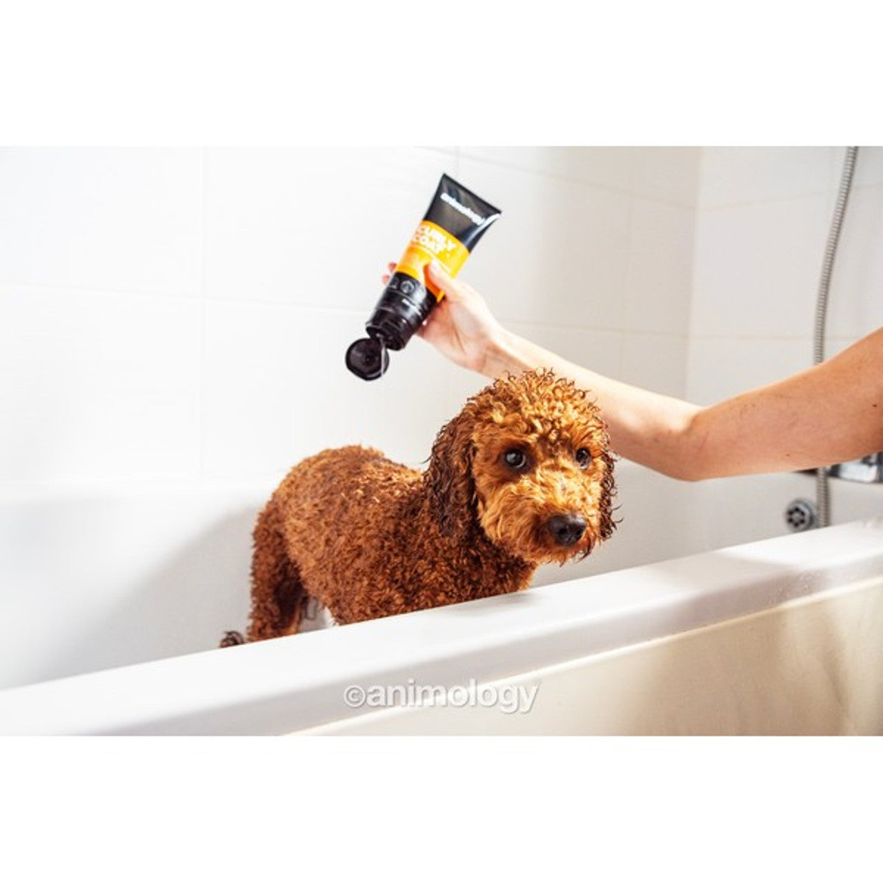 Animology  Curly Coat Shampoo 250ml