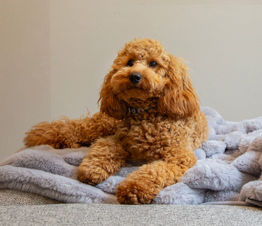 Scruffs Aspen Dog Blanket – Grey