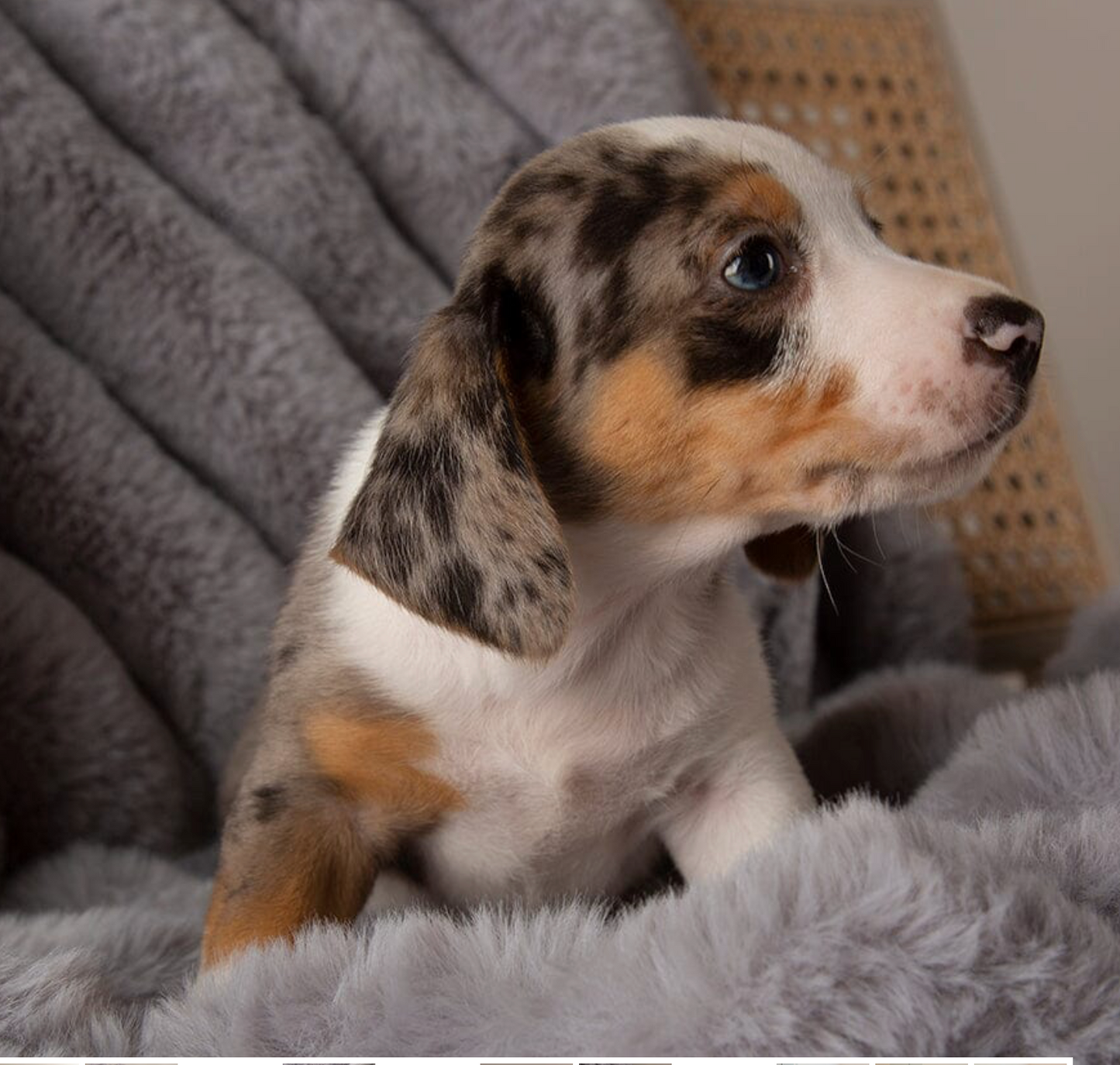 Scruffs Aspen Dog Blanket – Grey