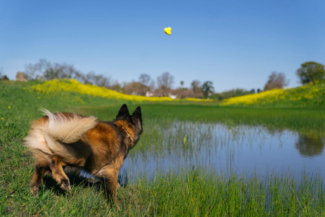 Earth Rated Fetch Toy – Natural Rubber Dog Ball