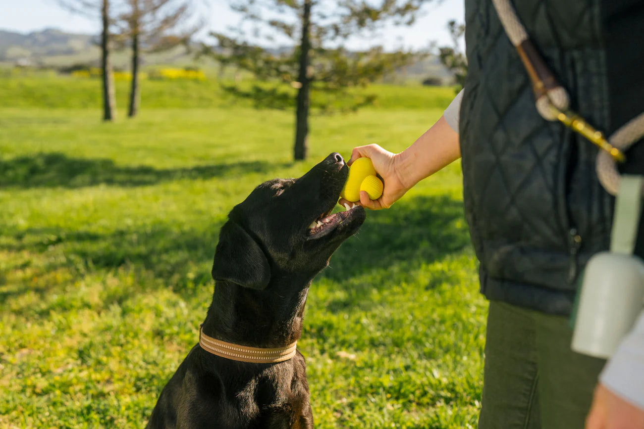 Earth Rated Fetch Toy – Natural Rubber Dog Ball