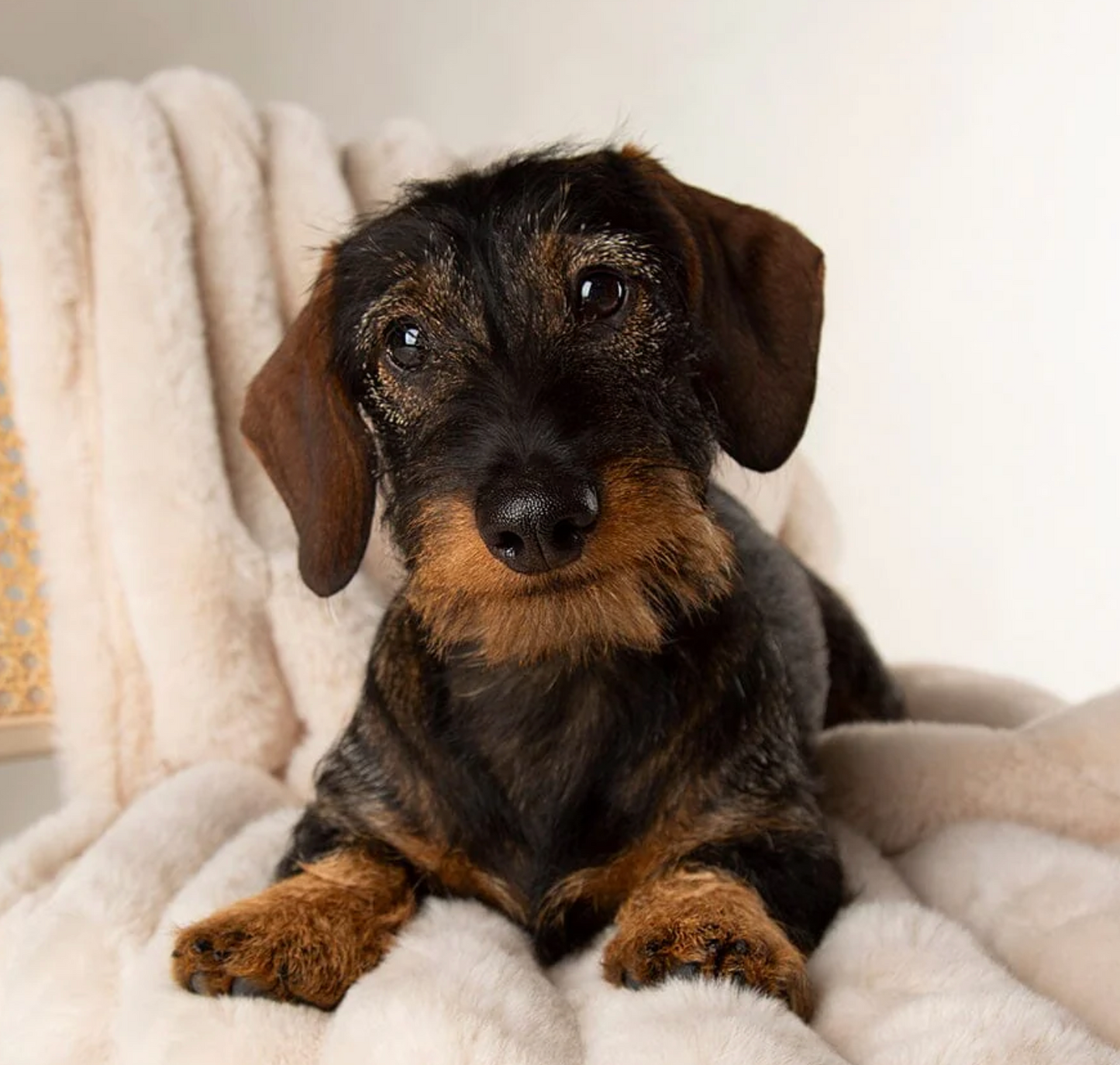 Scruffs Aspen Dog Blanket – Cream