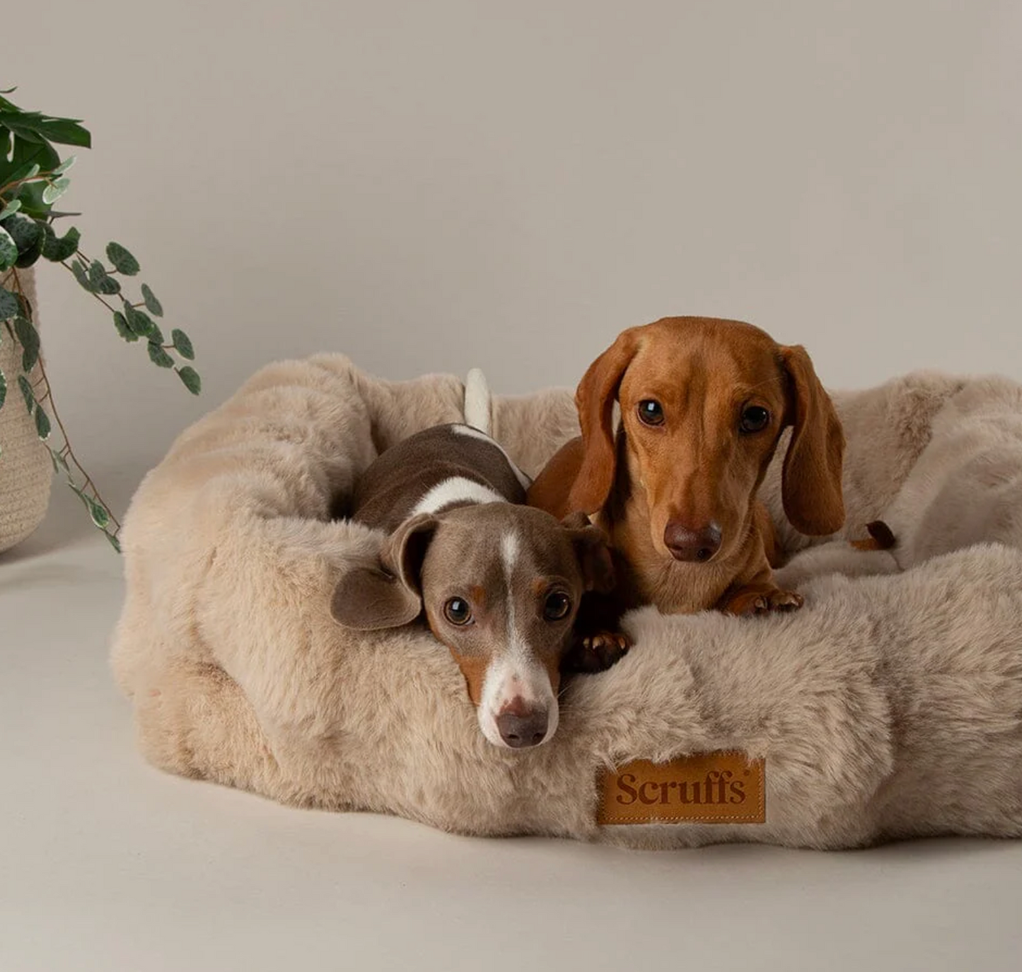 Scruffs Alpine Box Bed – Cream