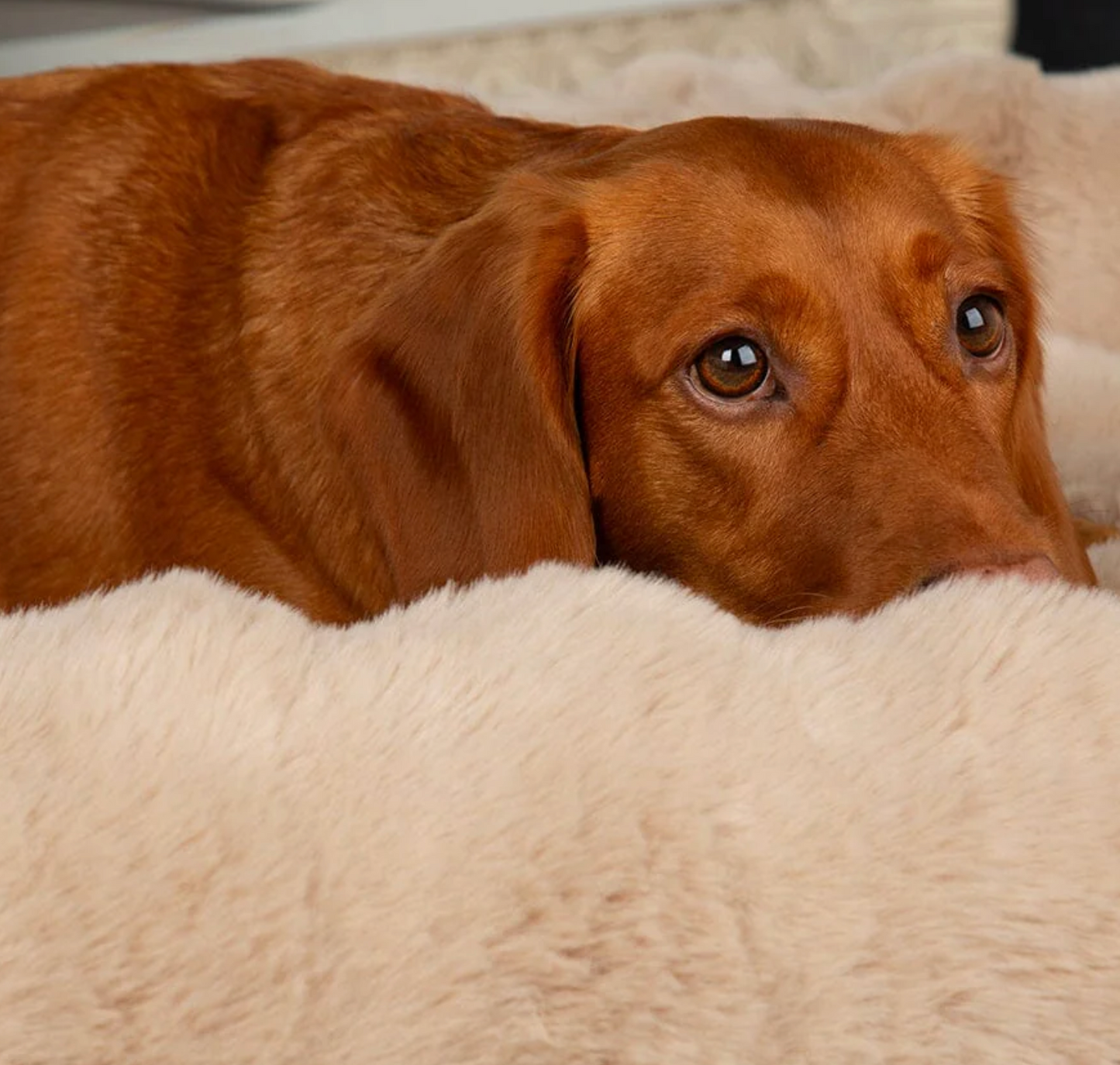 Scruffs Alpine Box Bed – Cream