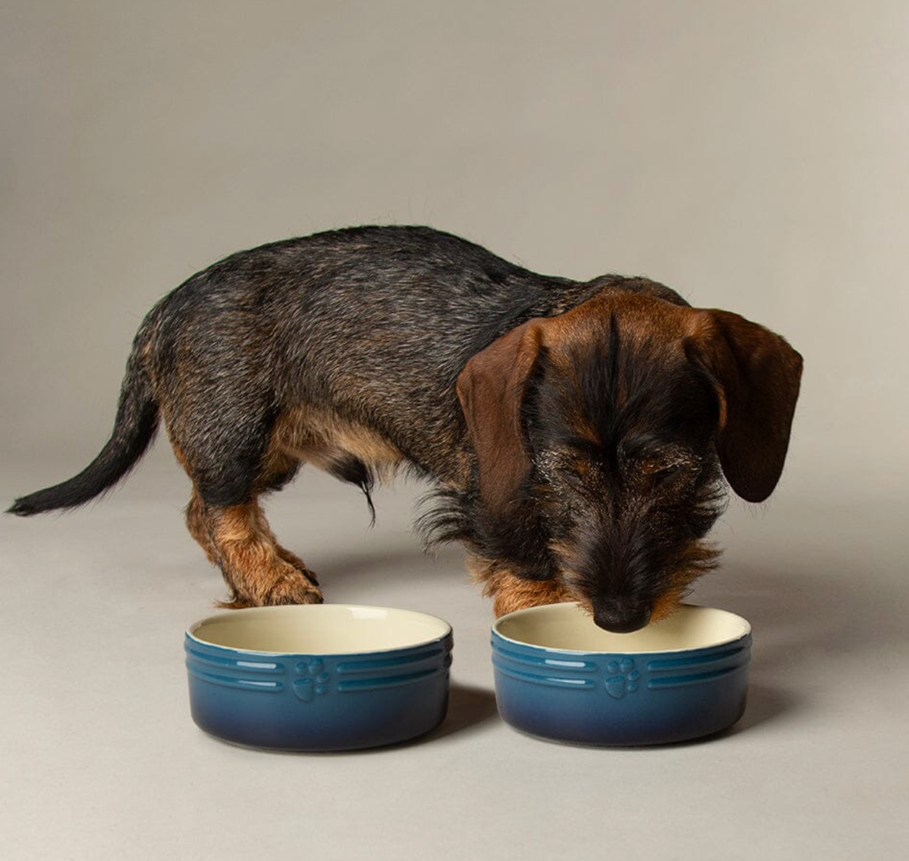 Scruffs Ombre Dog Food / Water Bowl – Blue