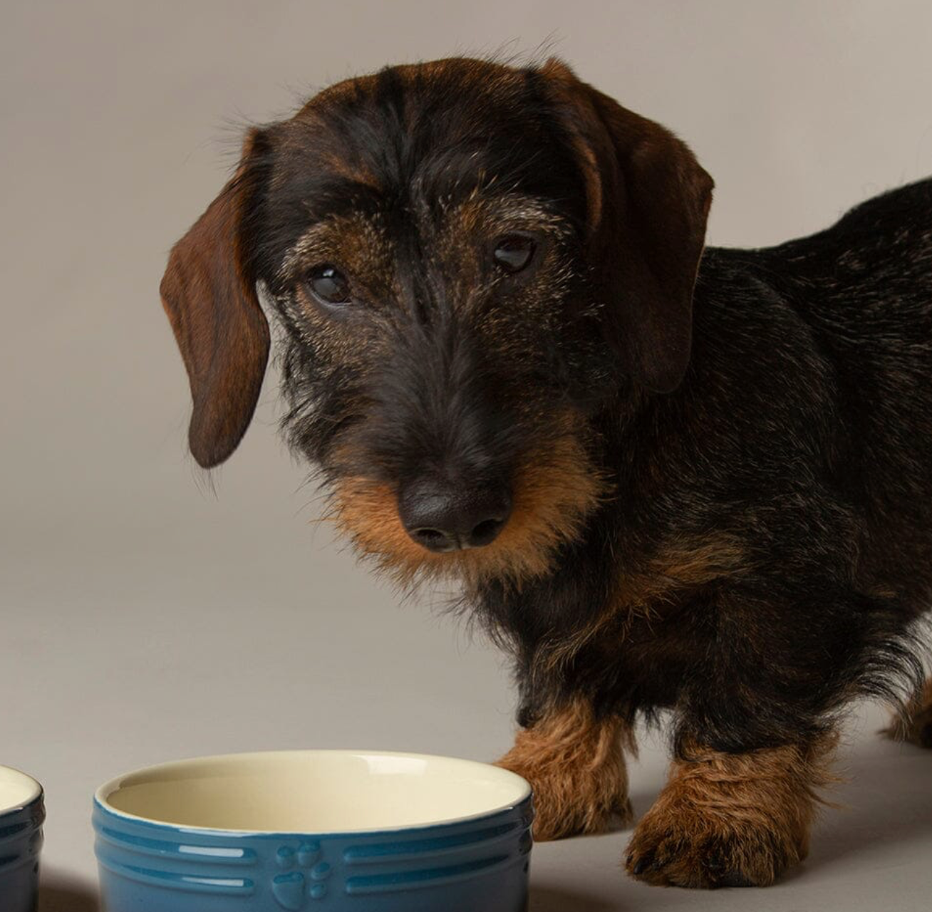 Scruffs Ombre Dog Food / Water Bowl – Blue