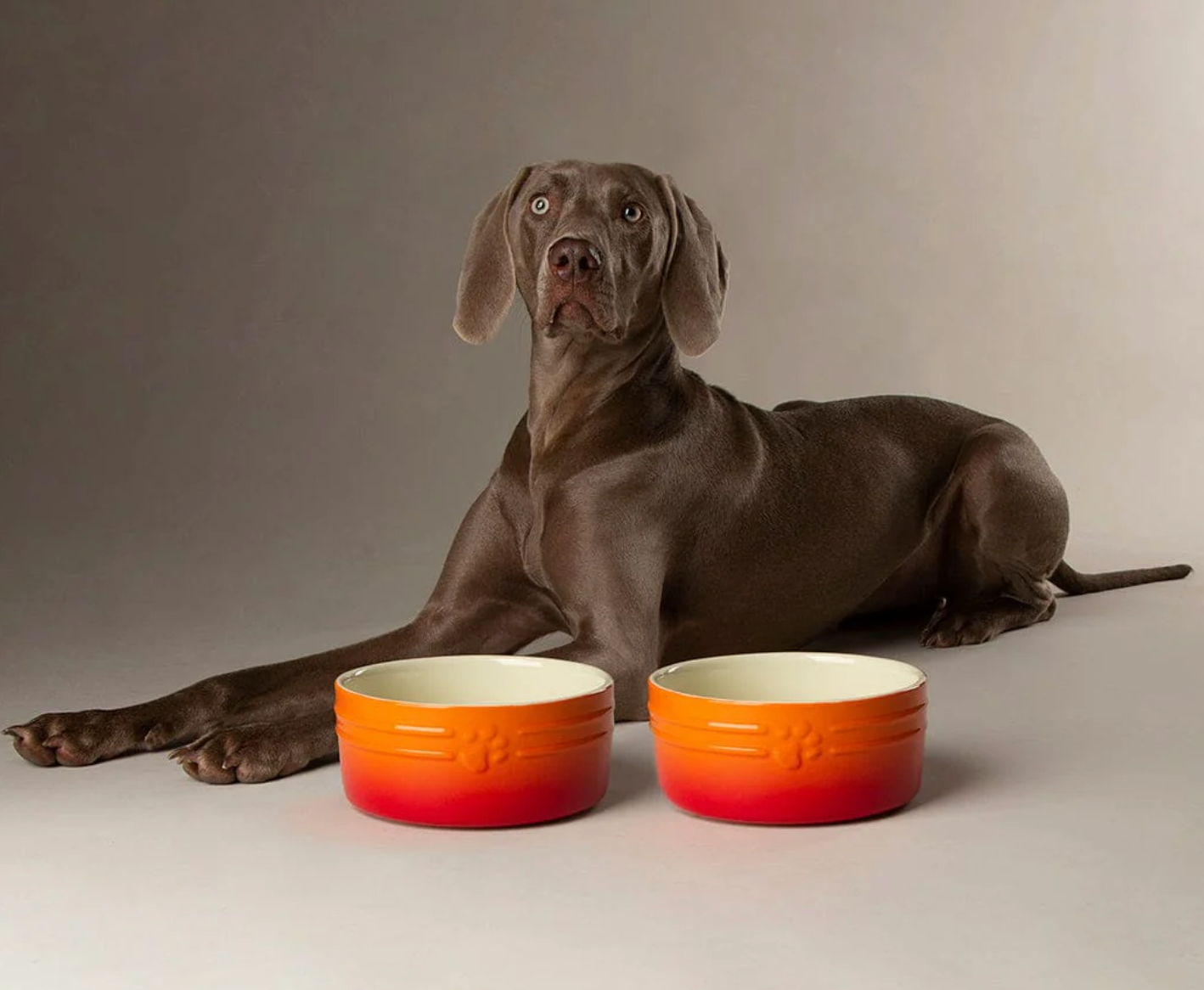 Scruffs Ombre Dog Food / Water Bowl – Orange