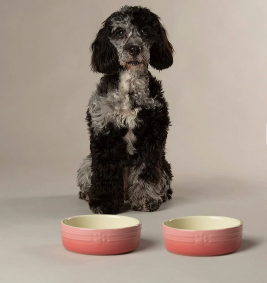 Scruffs Ombre Dog Food / Water Bowl – Pink