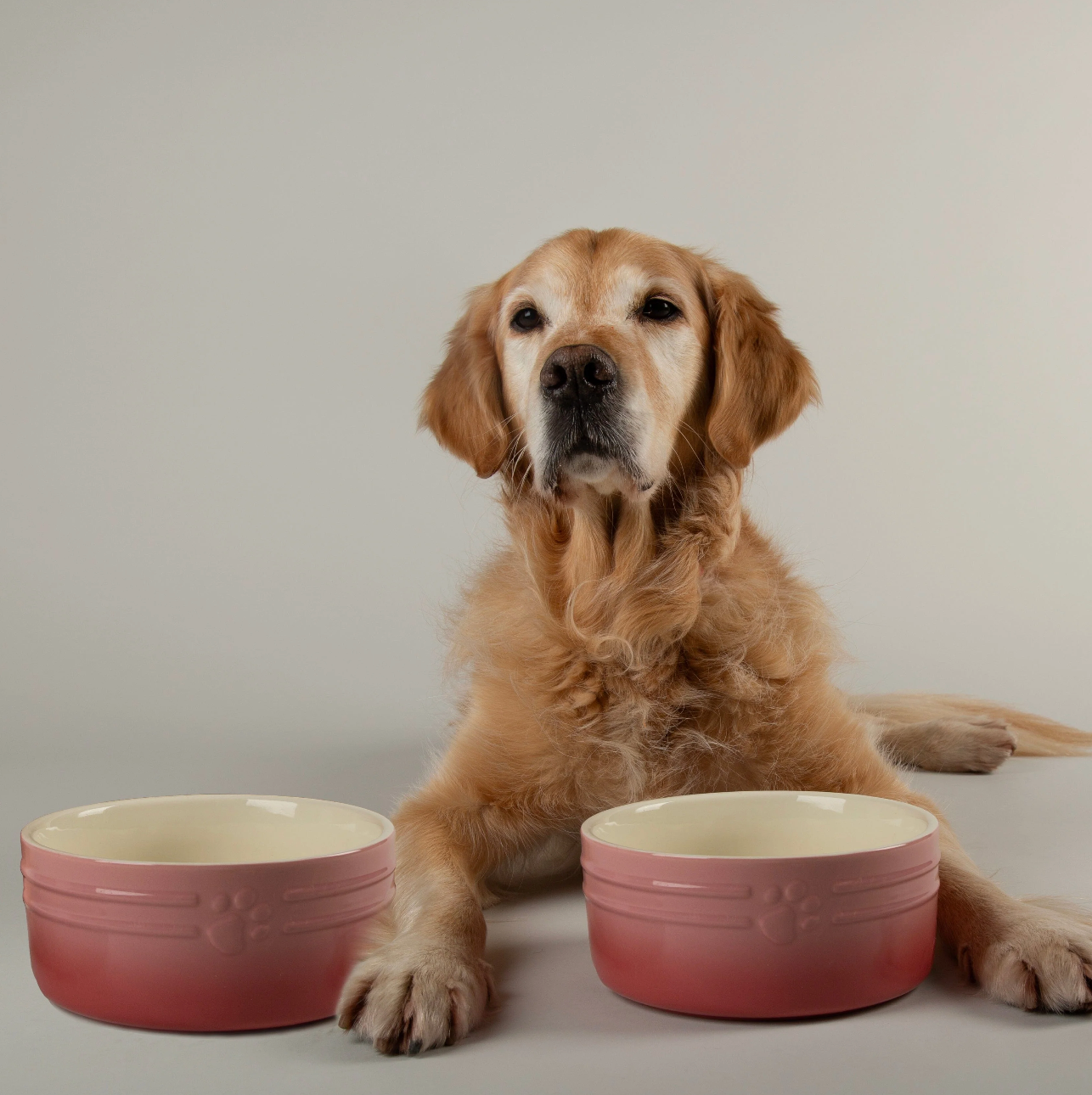 Scruffs Ombre Dog Food / Water Bowl – Pink