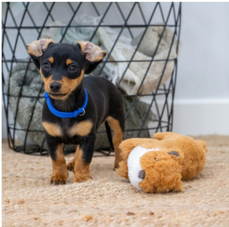 Ancol Heritage Walter Weasel MIDI Dog Toy