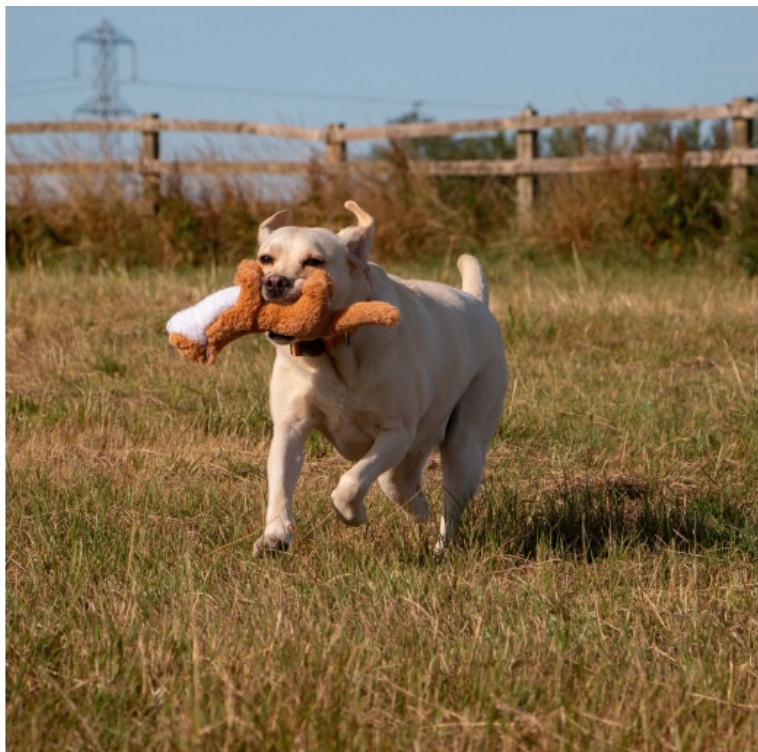 Ancol Heritage Walter Weasel MIDI Dog Toy