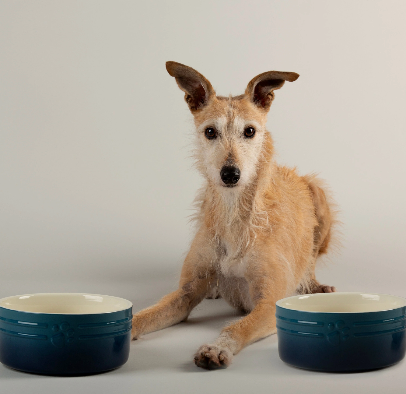 Scruffs Ombre Dog Food / Water Bowl – Blue