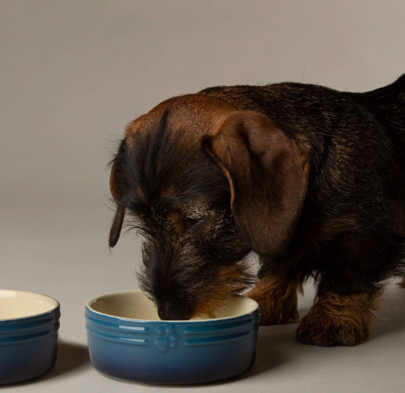 Scruffs Ombre Dog Food / Water Bowl – Blue