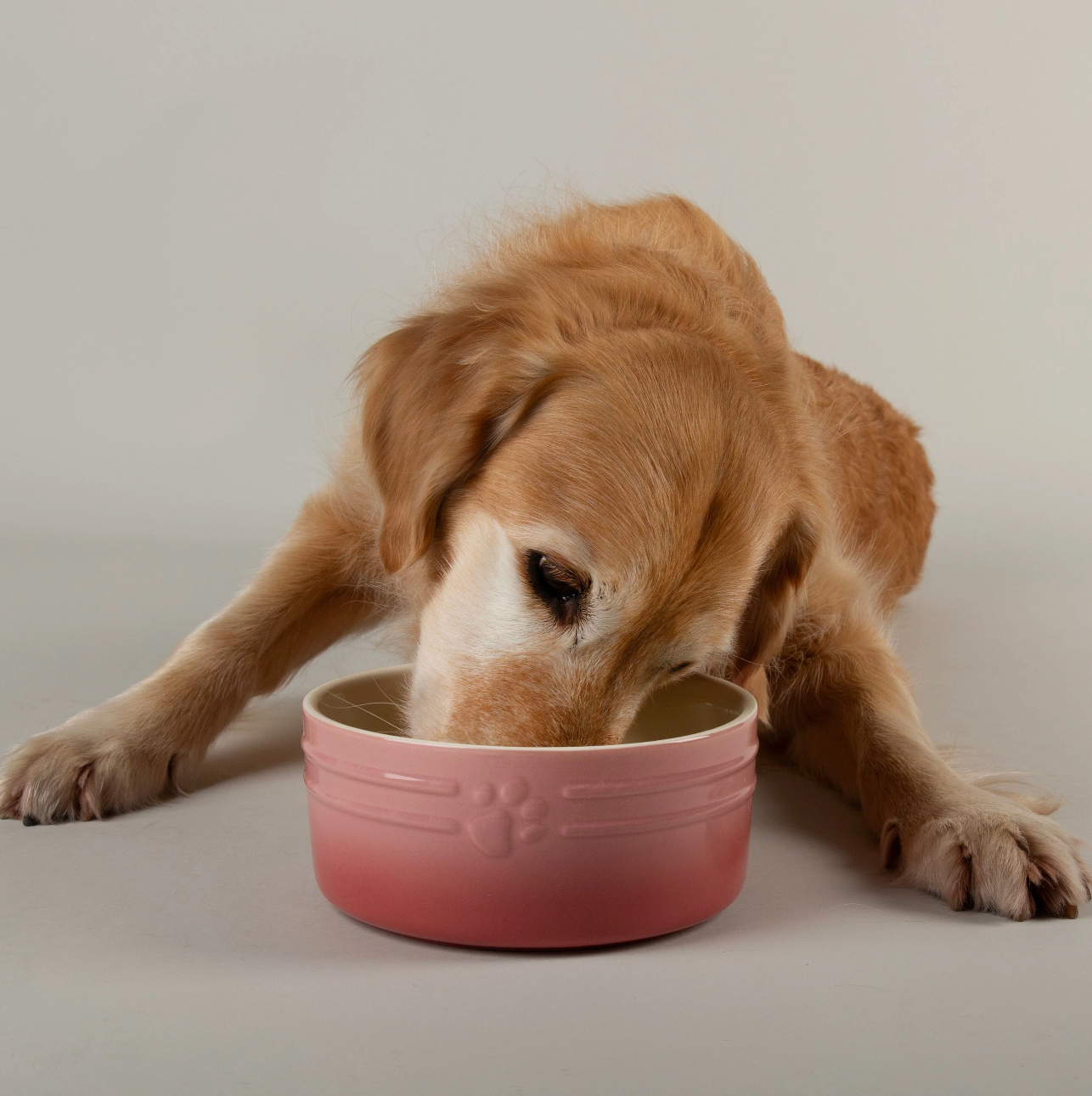 Scruffs Ombre Dog Food / Water Bowl – Pink