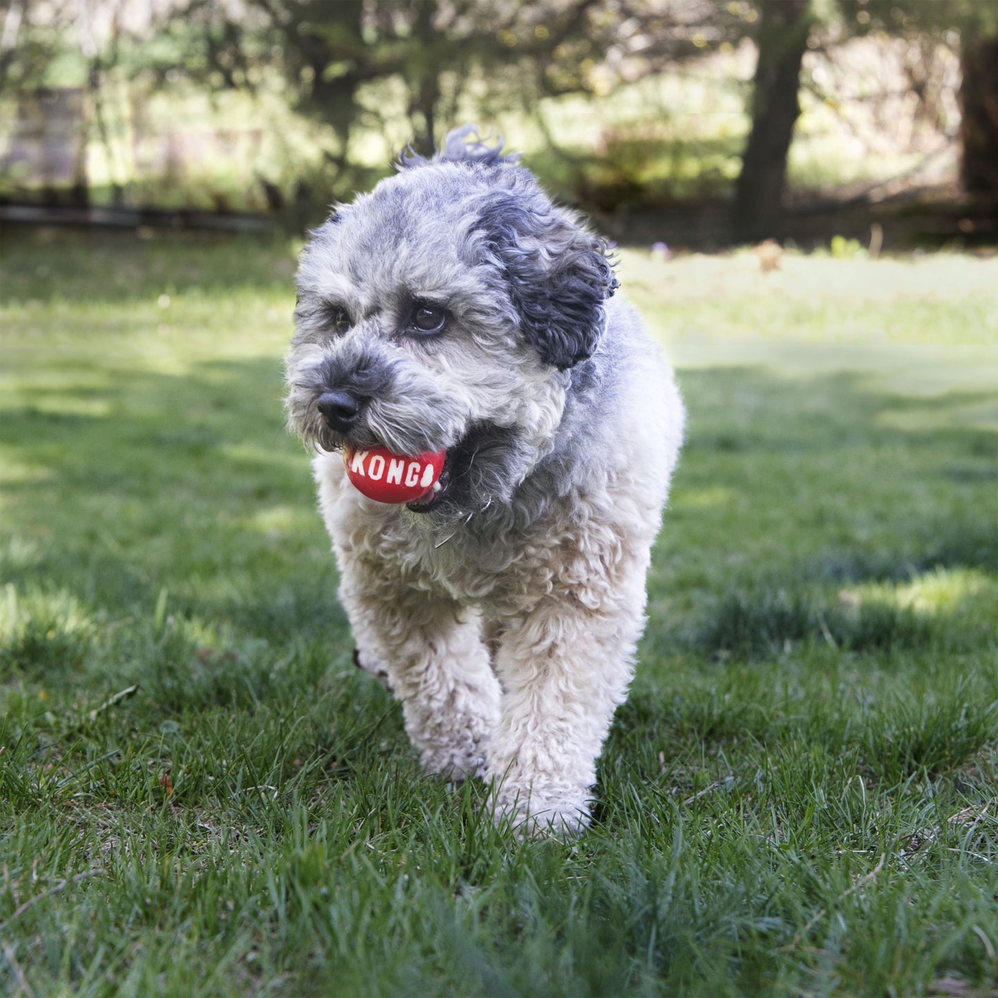 KONG SIGNATURE BALL