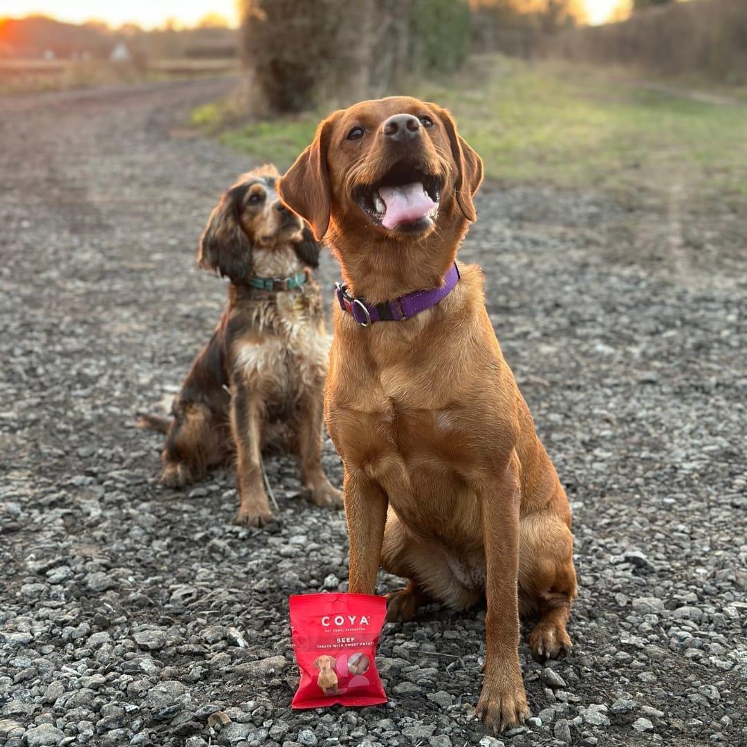 Coya Adult Dog Treats - Beef 40g